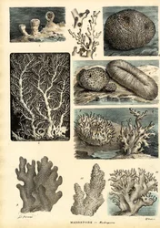 Coraux, 1863-79